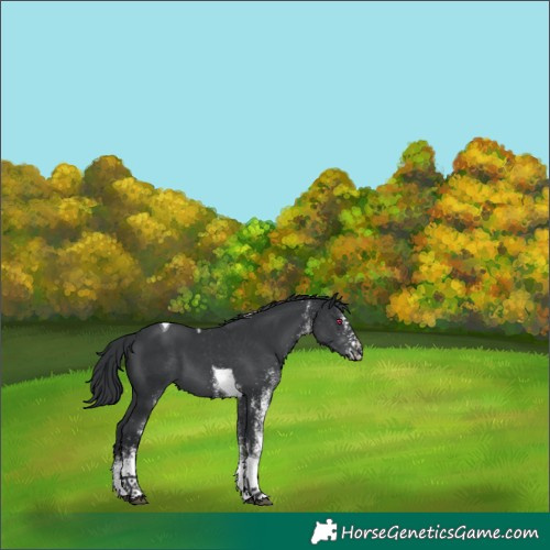 Horse Color:White Spotted Black Chinchilla Tobiano