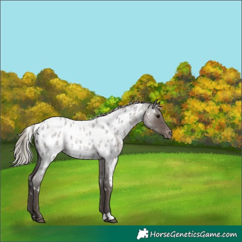 Horse Color:White Spotted Silver Blue Roan Blanket Rabicano