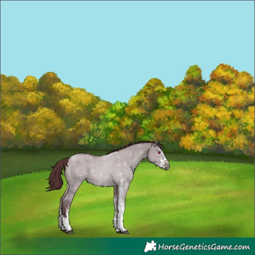Horse Color:White Spotted Chocolate Grullo Chinchilla Tobiano