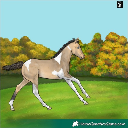 Horse Color:Buckskin Dun Merle Tobiano 