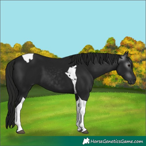 Horse Color:Gray Black Tobiano
