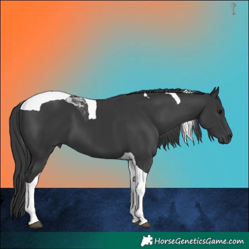Horse Color:Black Tobiano 