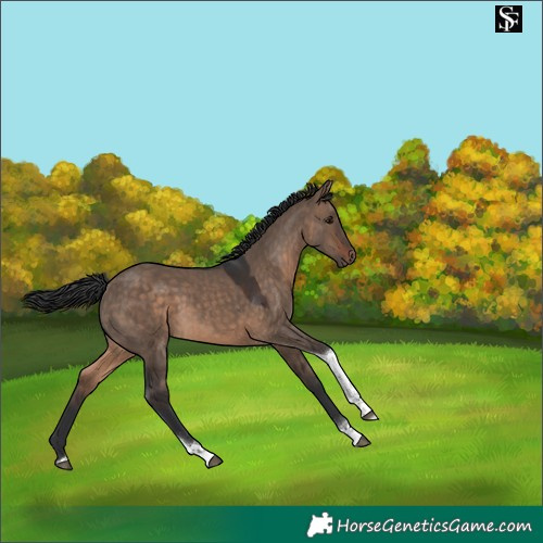 Horse Color:Brown Dun Tobiano Rabicano 