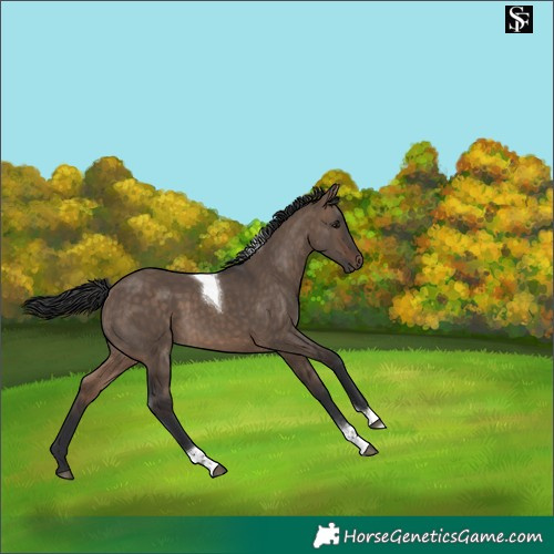 Horse Color:Brown Dun Tobiano Rabicano