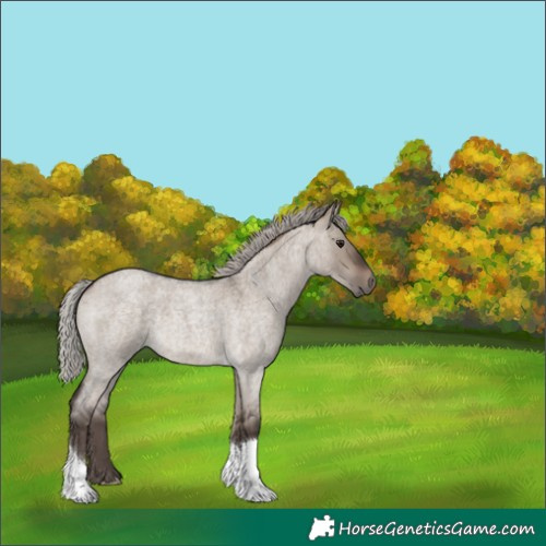 Horse Color:Silver Brown Roan Dun 