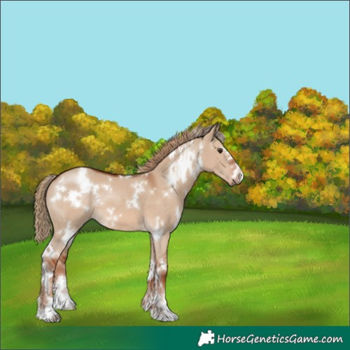 Horse Color:White Spotted Red Dun