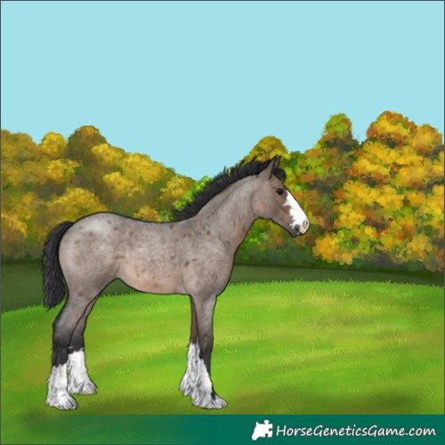 Horse Color:Brown Roan Dun 