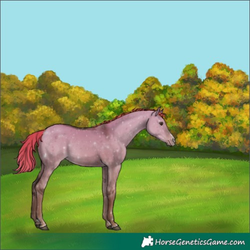 Horse Color:Liver Red Dun 