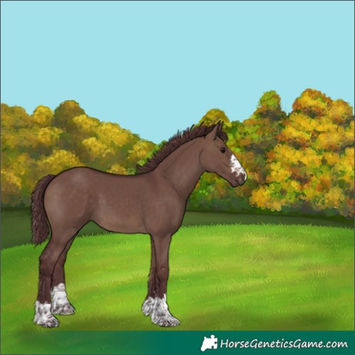 Horse Color:Chocolate Brown Dun