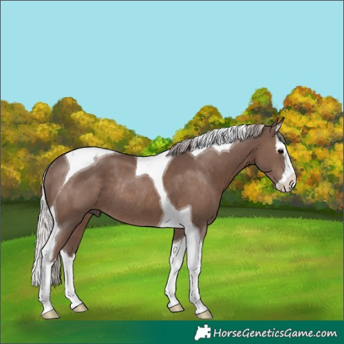 Horse Color:Silver Black Splash Tobiano Rabicano 