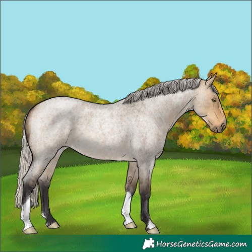 Horse Color:Silver Buckskin Roan Dun 