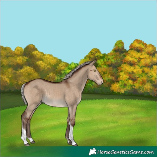 Horse Color:Silver Brown Dun Tobiano