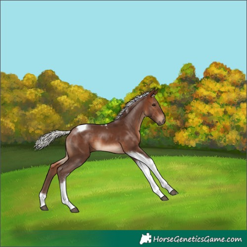 Horse Color:Silver Brown Tobiano
