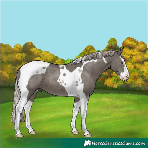 Horse Color:Silver Black Splash Tobiano 