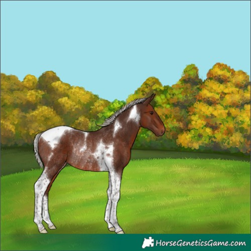 Horse Color:Silver Bay Tobiano Rabicano 