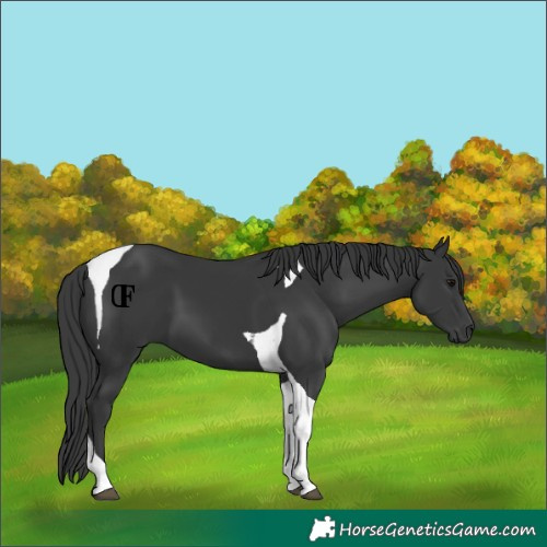 Horse Color:Black Tobiano 