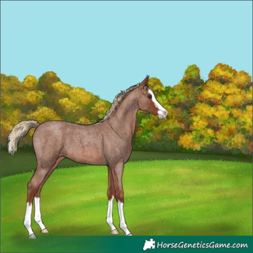 Horse Color:Red Roan Splash