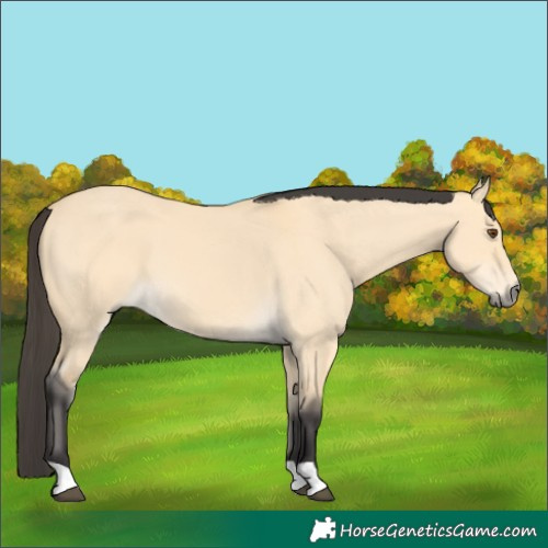 Horse Color:Buckskin Dun