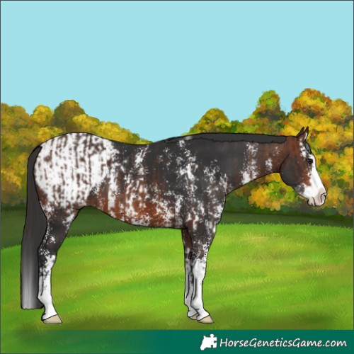 Horse Color:Brown Splash  and Brown Sabino Splash Snowcap 