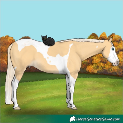 Horse Color:Palomino Dun Splash Tobiano