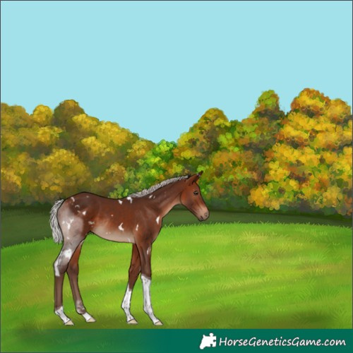 Horse Color:White Spotted Silver Bay Tobiano Rabicano