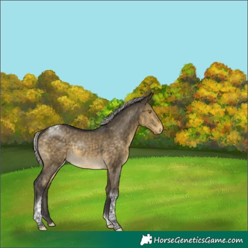 Horse Color:Silver Buckskin Dun Tobiano Rabicano