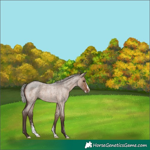 Horse Color:Silver Brown Roan Dun Sabino Splash 
