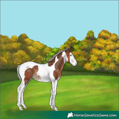 Horse Color:Silver Brown Splash Tobiano