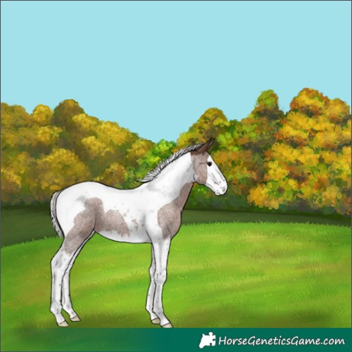 Horse Color:Silver Blue Roan Splash Tobiano 