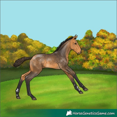 Horse Color:Buckskin