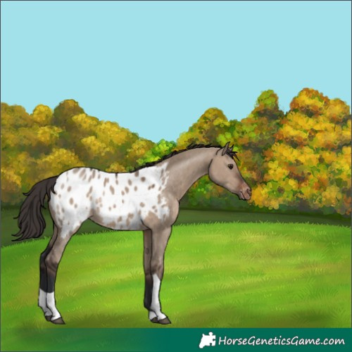 Horse Color:Brown Dun Tobiano Blanket