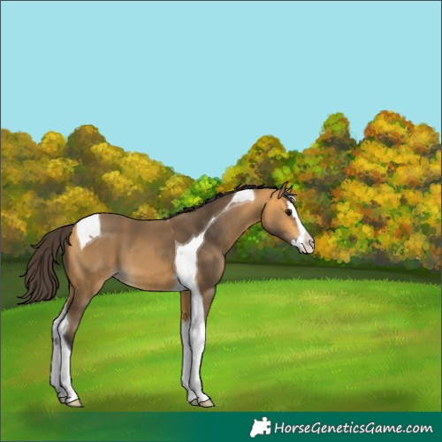 Horse Color:Buckskin Splash Tobiano 