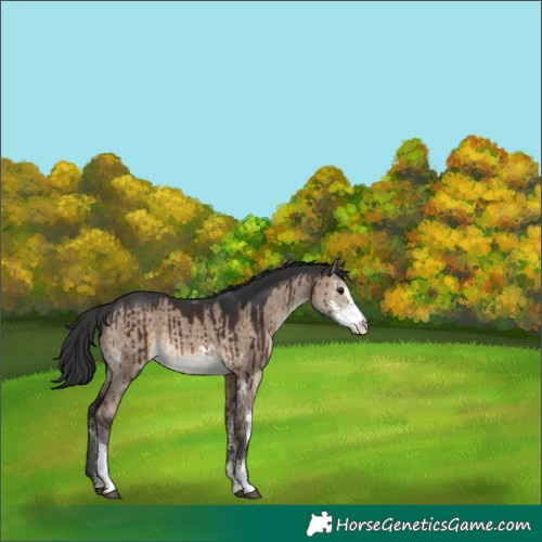 Horse Color:Brown Dun Sabino Brindle