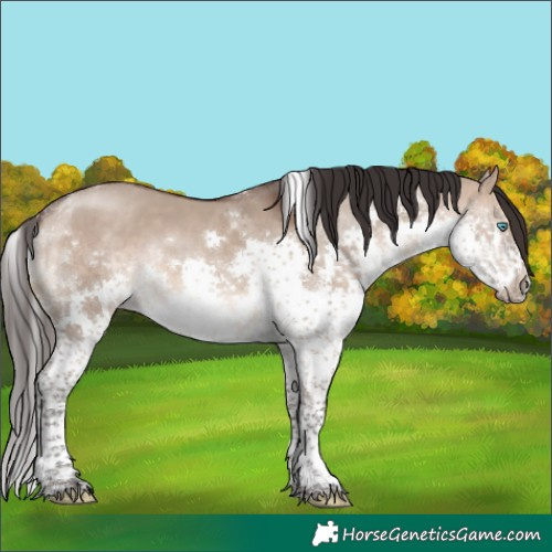 Horse Color:Brown Dun Splash Tobiano