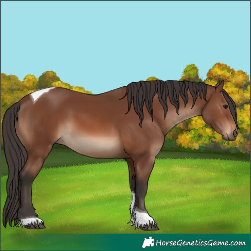 Horse Color:Brown Tobiano
