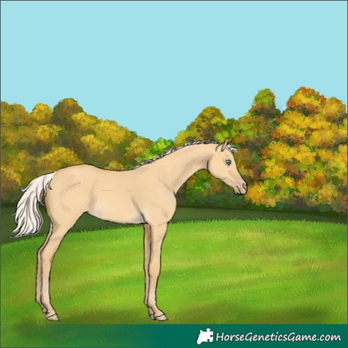 Horse Color:Silver Amber Cream Champagne Dun 