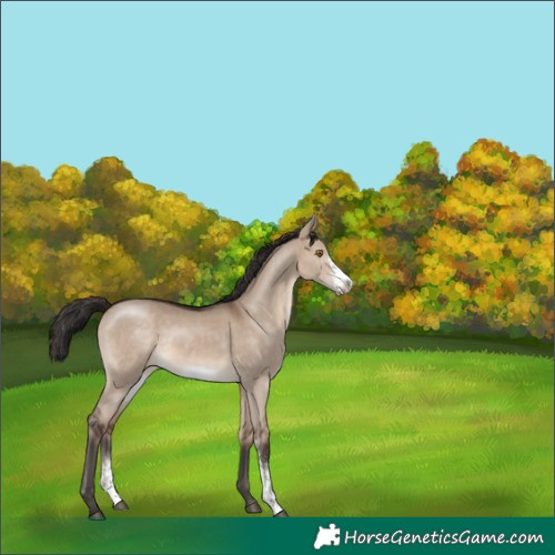 Horse Color:Brown Dun Sabino Frame Rabicano