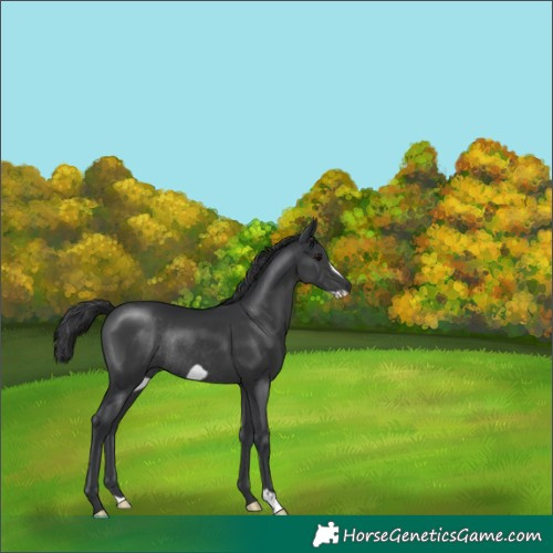 Horse Color:Black Frame Rabicano