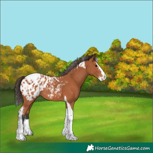 Horse Color:Bay Splash Tobiano Blanket  and Bay Splash Tobiano Blanket 