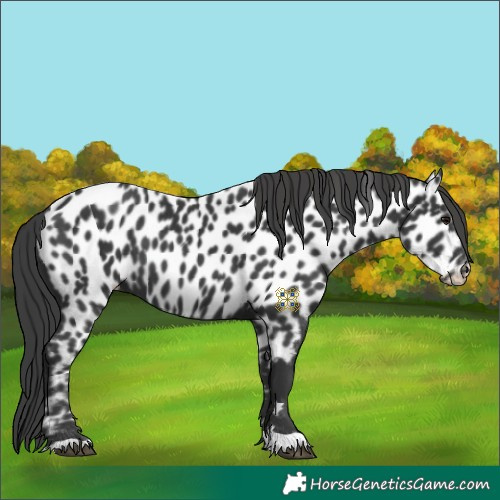 Horse Color:Black Leopard 