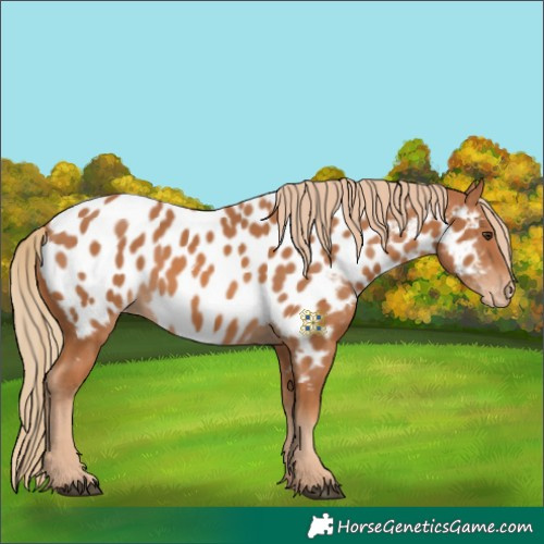 Horse Color:Chestnut Near Leopard 