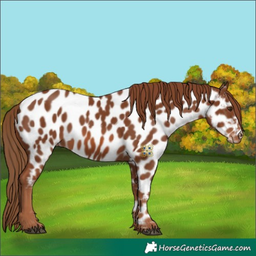 Horse Color:Chestnut Near Leopard