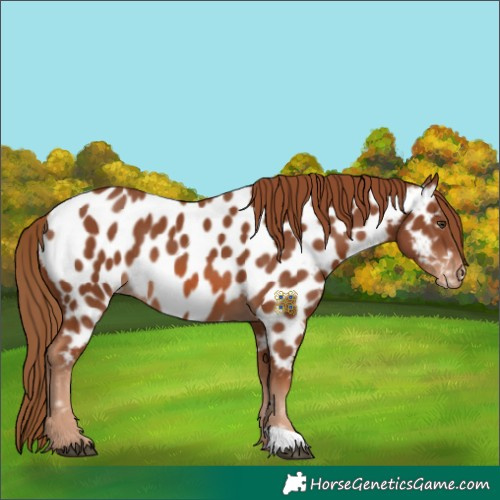 Horse Color:Chestnut Near Leopard