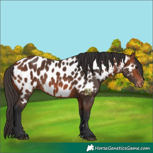 Horse Color:Bay Near Leopard 