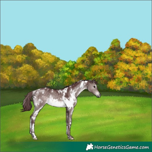 Horse Color:Platinum White Spotted Chocolate Brown Dun 