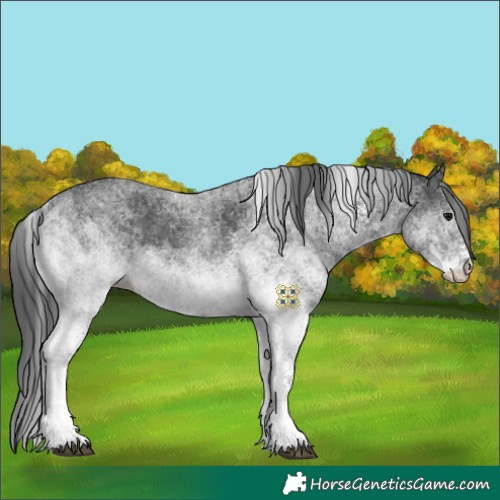 Horse Color:White Spotted Black