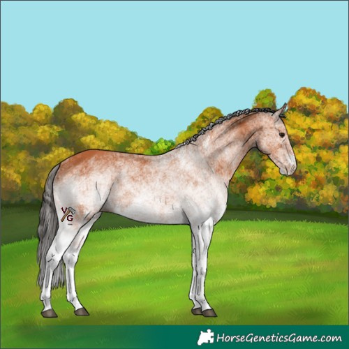 Horse Color:White Spotted Bay 