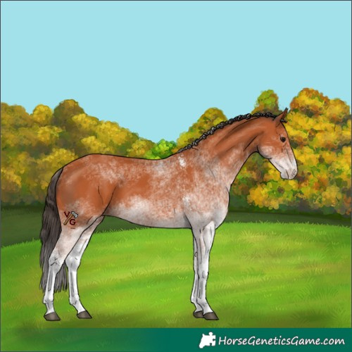 Horse Color:White Spotted Bay