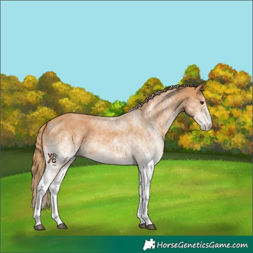Horse Color:White Spotted Chestnut