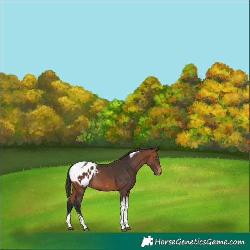 Horse Color:Bay Tobiano Blanket Rabicano
